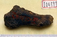 藏品(鹿角)的圖片